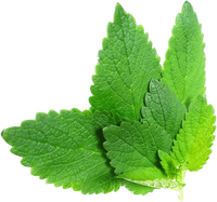 Lemon Balm