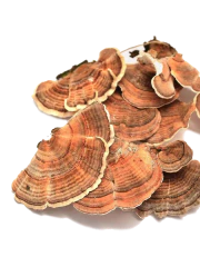 Turkey Tail