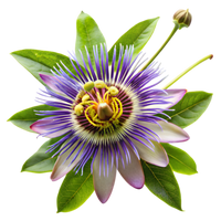 Passionflower